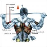 Curso de Musculação