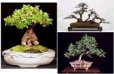 Curso de Bonsai