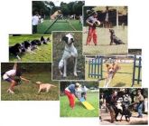 Adestramento CANINO Em 3 DVDs