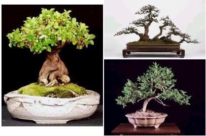 Curso de Bonsai